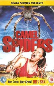 Camel Spiders