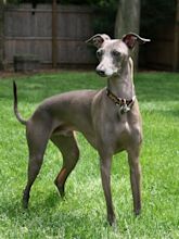 Italien Greyhound / Italian Greyhound Grooming Bathing And Care Espree ...