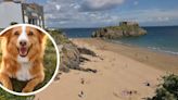 11 Pembrokeshire beaches where dogs are now banned