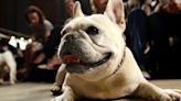 French bulldog ousts Labrador retriever to become top US dog breed