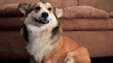 Armani, el perrito ucraniano que nació en la guerra y ahora vive en Costa Rica