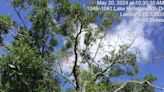 Watch your head: Lakeland plans to remove 2 diseased laurel oaks near Lake Hollingsworth