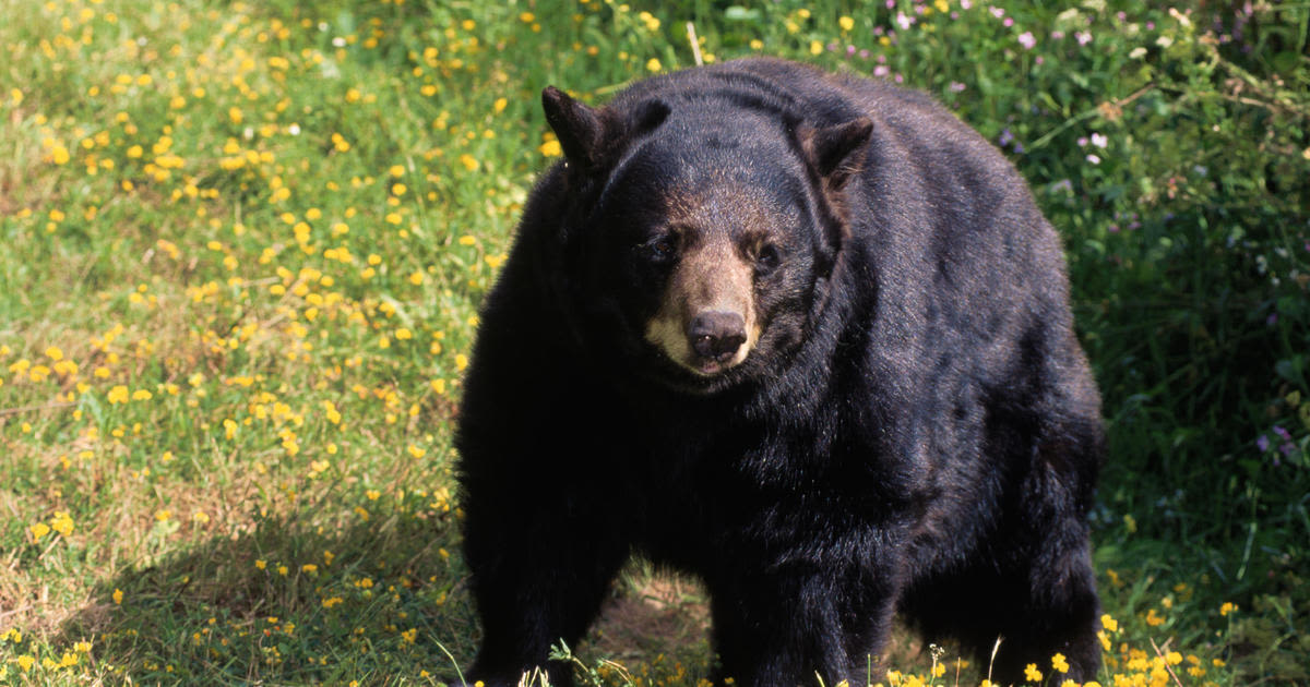 Black bear sighting reported in Solebury Township, Pennsylvania, police say
