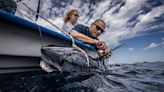 Pictured: Man tags wild sharks using his bare hands