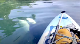 Watch nail-biting moment when orca swims right underneath paddleboarder
