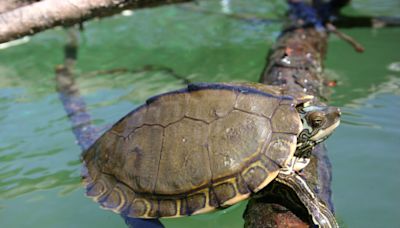 After 14 years, feds designate Pearl River map turtle a threatened species