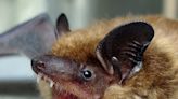 A Utah bat tested positive for rabies. How to prevent exposure to the rabies virus