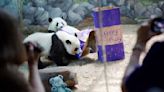 Atlanta es el único lugar donde ver pandas en EEUU. Pero decenas de lugares en el mundo los tienen