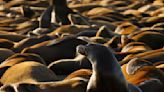 Dead baby sea lions showing up along California coastal islands. Researchers aren't sure why