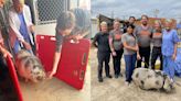 Rescuers Use Cheese Puffs To Lure 275-Pound Pig Home After Mississippi Tornado