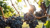 18 vinos orgánicos para celebrar el Malbec World Day