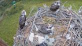 Remote camera gives live view in to rare Osprey nest in the Niagara region, Canada