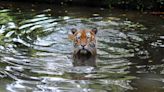 Malayan tiger on ‘brink of extinction’ as spate of deaths sparks alarm