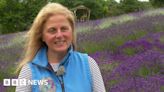 Insect numbers declining, Cornish lavender farmer says