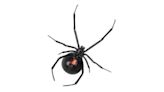 As more black widow spiders start to appear, here’s how to recognize them and stay safe