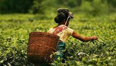 As 12-hour bandh by Darjeeling tea worker unions continues, West Bengal CM says ‘can’t interfere, labour commissioner will decide’