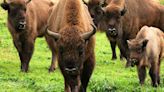 Un estudio del CSIC revela que los bisontes se pueden adaptar bien al clima mediterráneo de Andalucía