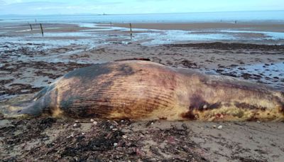 Public warned to stay away after dead minke whale washes up on Lossiemouth West Beach