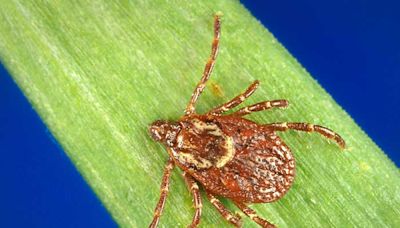 Here's why it could be a bad summer for disease-spreading ticks in Illinois