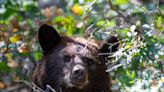 SC bear population growing in 2024, officials say. Watch homeowner’s video of one crushing a fence
