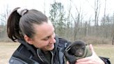 Pennsylvania's black bears get healthy report during winter den checks