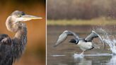 Wildlife On a Maine Pond: A New Series of Nature Photography Journals