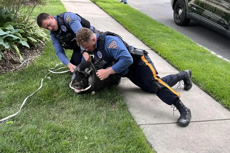 ‘We know where the pig belongs’: The escape and capture of Gloucester County’s Pumba, the potbellied pig