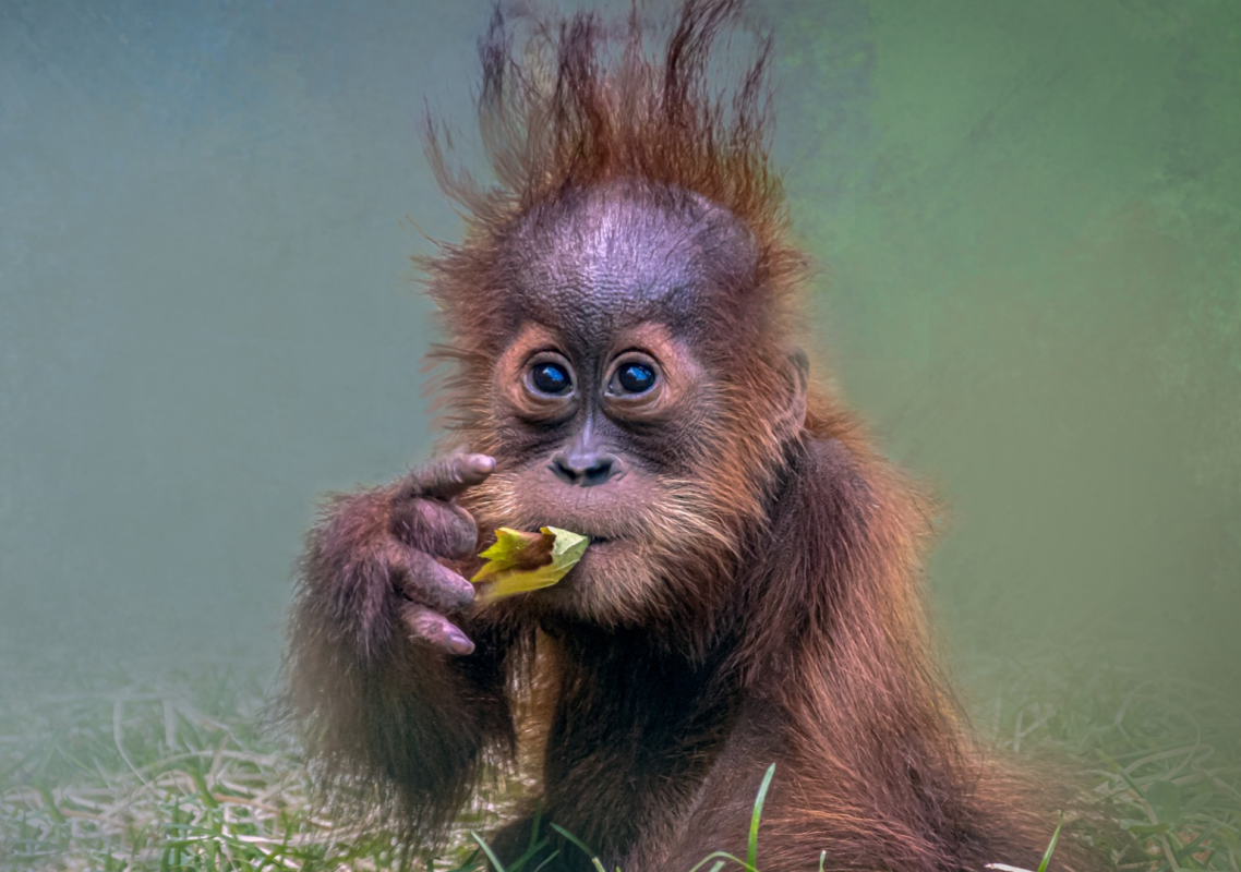 Zoo Atlanta’s Video of ‘Baby Orangutan Chomps’ Is Simply Irresistible