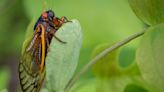 ¿Por qué hay tantas cigarras en Illinois?