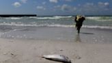 Can Florida’s red tide make you sick and does it last? Here’s what experts say