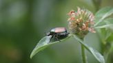 Foreign invaders: Japanese Beetles now laying eggs for next wave of march across country