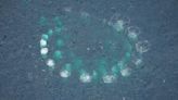 Stunning video, photos show group of humpback whales ‘bubble feeding’ off Massachusetts