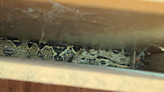 6-foot snake named Nagini slithers into cabinet and gets stuck for 12 hours, photos show