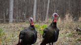 NY’s turkey populations are low but stable as spring turkey hunting season opens May 1