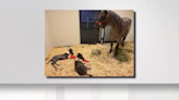 Twin foals born at the University of Georgia - WSVN 7News | Miami News, Weather, Sports | Fort Lauderdale