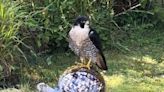 Ingenious rescue of injured peregrine falcon - thanks to a little bit of ribeye steak