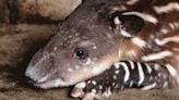 ‘¡Atención!, un tapir en el camino’; proyecto busca reducir con IA atropellamientos de fauna