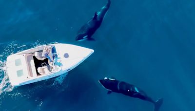 ¿Qué son las orcas ‘gladis’ que están atacando veleros entre Marruecos y España?