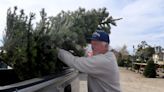 'Good trees, good prices, good friendships:' Santa Paula Christmas tree lot at 40 years