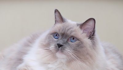 Ragdoll Cat Attending Pitbull Concert Gets Treated Like a Celebrity by Fans
