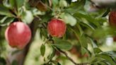 Integrating Genomic and Historical Data Can Improve Predictions of Fruit Traits