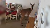 ‘New one for us’: Deer crashes through window of a Wisconsin assisted living facility