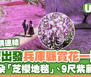 大阪出發兵庫縣賞花一日遊！逾億朵「芝櫻地毯」＋9尺紫藤聖地 附訂購連結 | U Travel 旅遊資訊網站