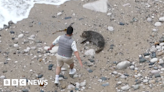 Man filmed throwing rock at lone Grey Seal