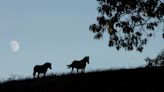 Texas man riding cross-country on horseback ends his trip early after being cited with a misdemeanor