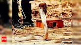 Dead snake in food pack given to pregnant woman in Maharashtra | Kolhapur News - Times of India