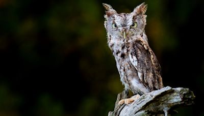 Tiny Screech Owl Camouflages So Well Against Tree Bark He's Practically Invisible