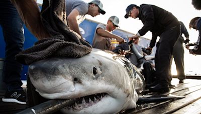 En busca del tiburón blanco en aguas gallegas