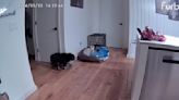 Pet Camera Catches World's Laziest Dog Playing A Trick On Dog Walker