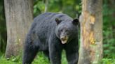 El oso que encontró una bolsa de cocaína y la consumió nos deja una lección qué aprender